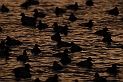 Pochard flock at dusk - M